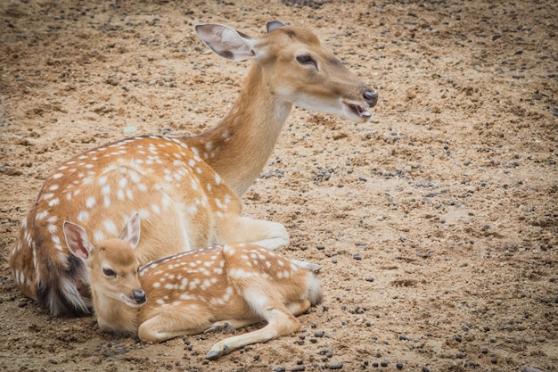 Familienhirsch auf dem bauernhof.