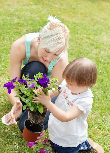 Foto familienpflanze blumen