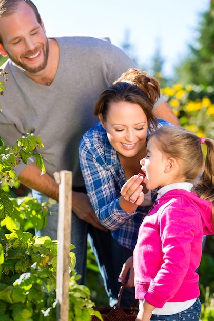 Familiensammelnbeeren im Garten