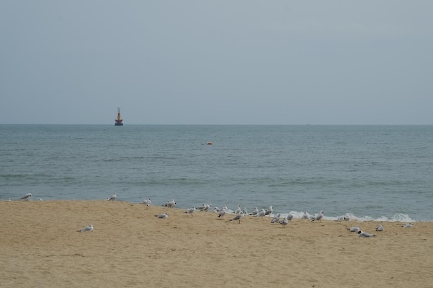 Famosa playa de haeundae en busan corea del sur