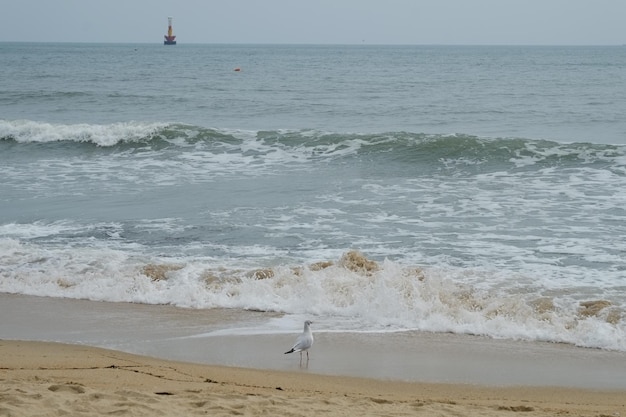 Famosa playa de haeundae en busan corea del sur