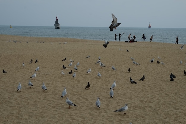 Famosa playa de haeundae en busan corea del sur