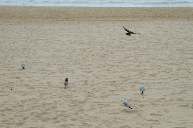 Famosa playa de haeundae en busan corea del sur