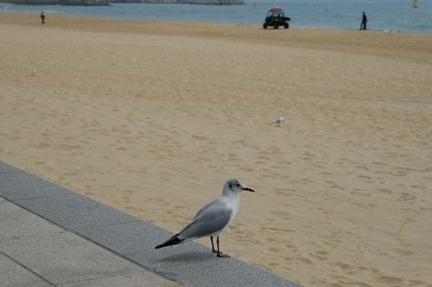 Famosa playa de haeundae en busan corea del sur