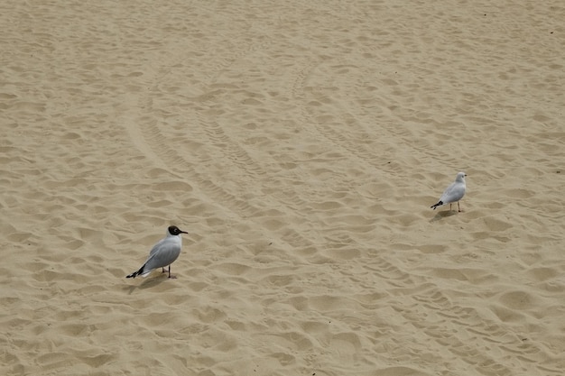 Famosa playa de haeundae en busan corea del sur