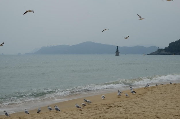 Famosa praia de haeundae em busan coreia do sul