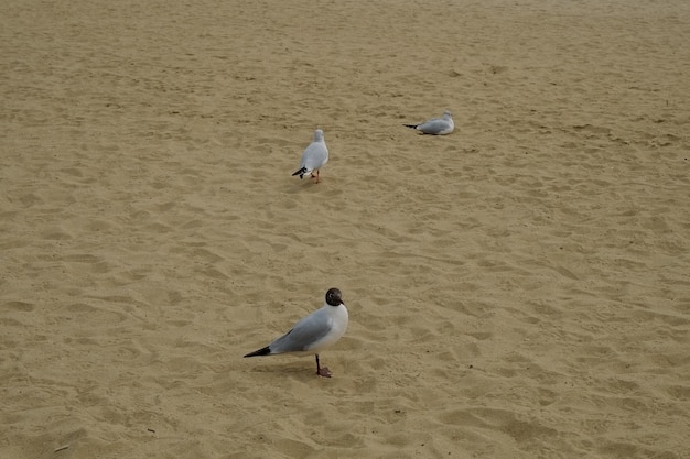 Famosa praia de haeundae em busan coreia do sul