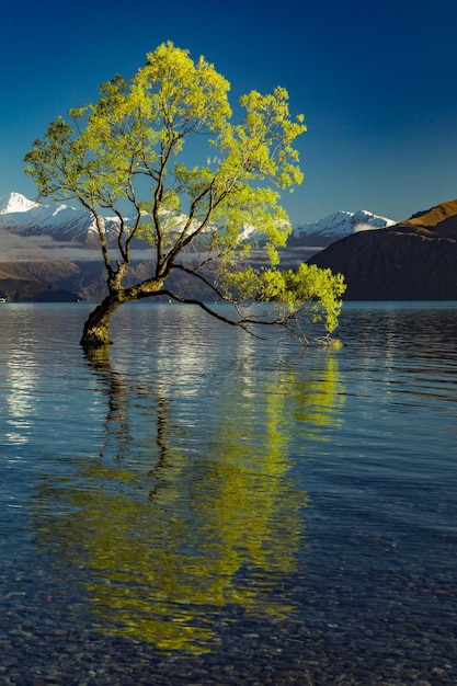 El famoso árbol solitario del lago Wanaka y los nevados picos Buchanan, Isla del Sur, Nueva Zelanda