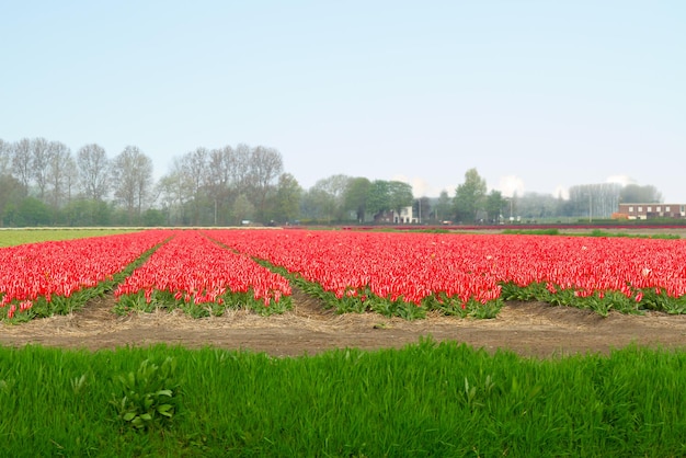 Famoso campo de tulipanes rojos holandeses con filas en un día soleado con cielo azul