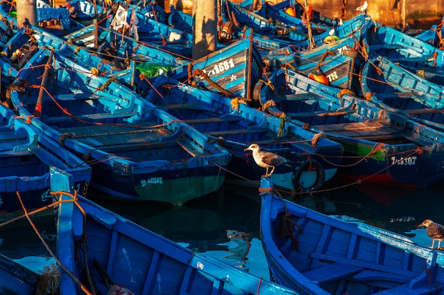 famosos barcos azuis no porto de Essaouira.