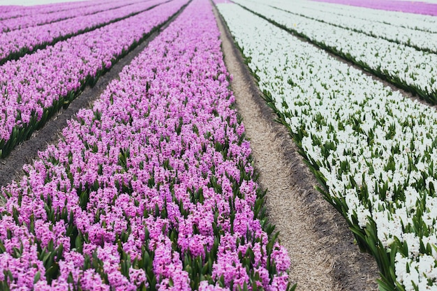 Famosos campos de flores holandeses durante la floración - hileras de coloridos jacintos