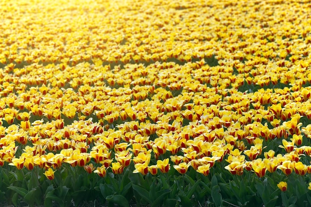 Famosos campos de flores holandeses durante la floración - hileras de tulipanes amarillos. Países Bajos