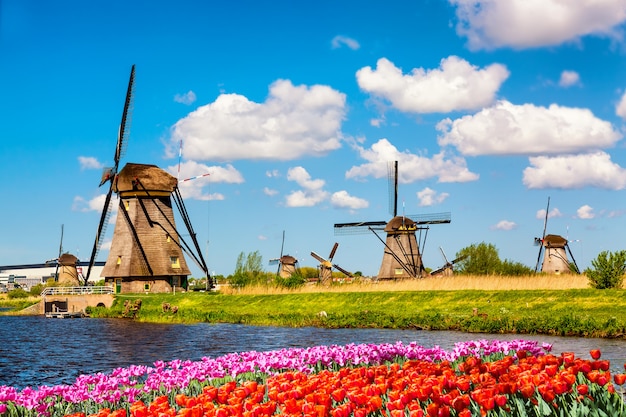 Famosos molinos de viento en el pueblo de Kinderdijk con flores de tulipanes en Holanda