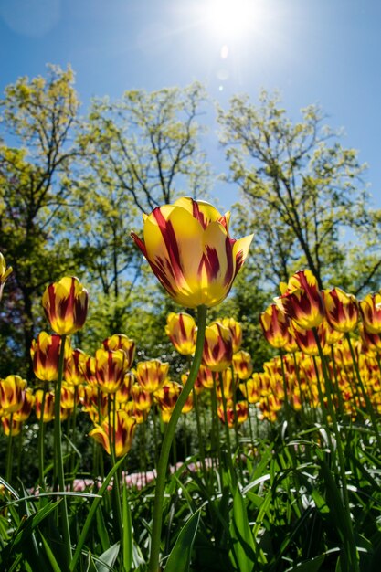 Los famosos tulipanes holandeses.