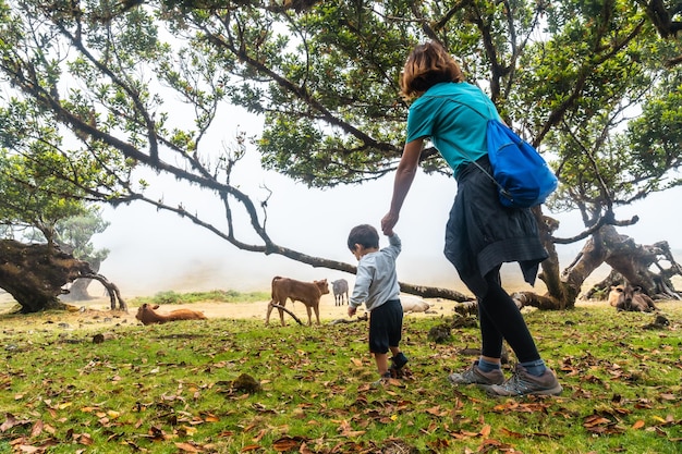 Fanal floresta com nevoeiro em loureiros de mil anos da madeira uma mãe com seu filho