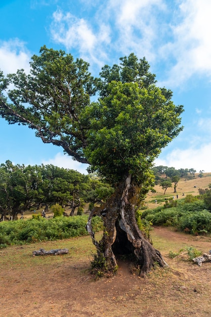 Fanal forest madeira bela árvore de loureiro com um buraco no meio portugal