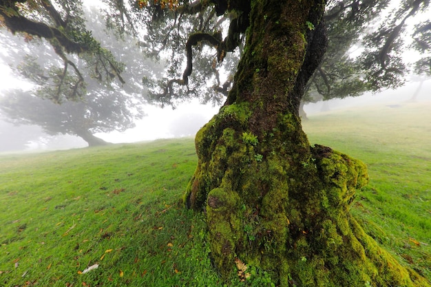 Fanal laurisilva bosque de laurel madeira portugal europa