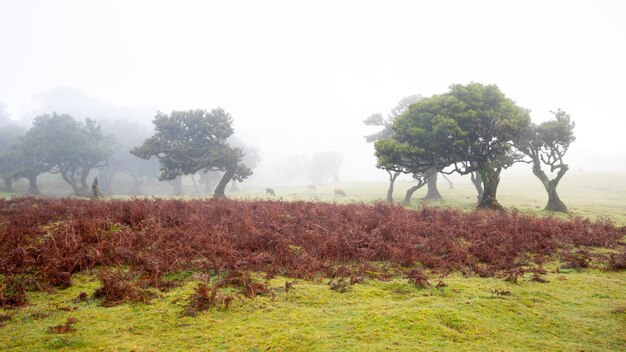 Fanal-Wald auf Madeira