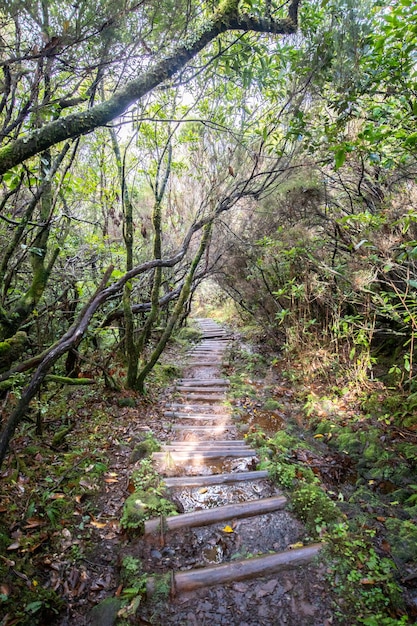 Fanal-Wald auf Madeira