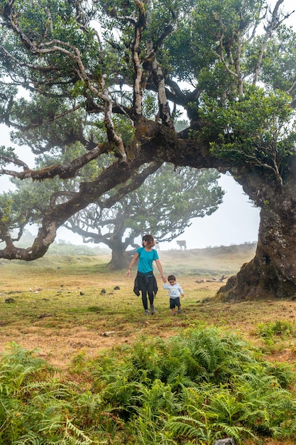 Fanal-Wald mit Nebel auf Madeira Mutter mit ihrem Baby in Form von Lorbeerbäumen im Sommer