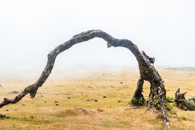 Fanal-Wald mit Nebel in Madeira tausendjähriger Lorbeerbaumbogen eines schönen Baums