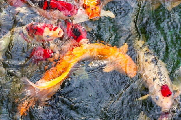 Foto fancy carps fish o koi fish nadando y esperando comida en el estanque