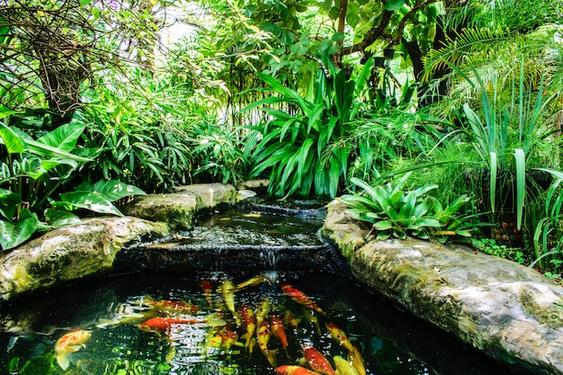 Foto fancy karpfen oder koi fische schwimmen im teich. aquatic mit ziergarten.