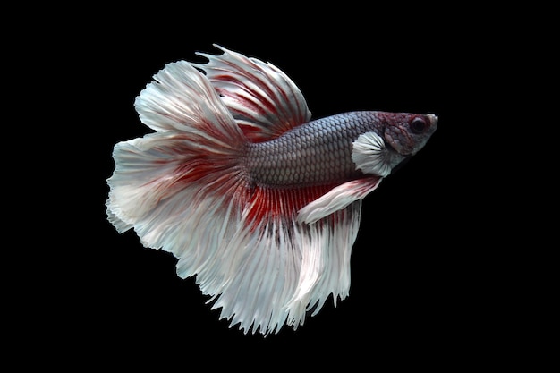 Fancy rose tail media luna pez betta en negro