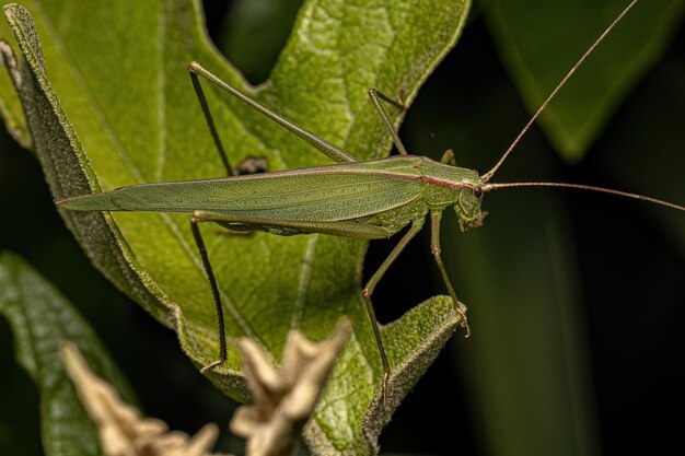 Faneropterina Katydid adulta