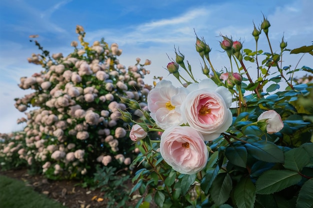 Fangen Sie die bezaubernde Schönheit einer Frühlingsgrenze mit einem blühenden Rosenstrauch gegen einen blauen Himmel ein