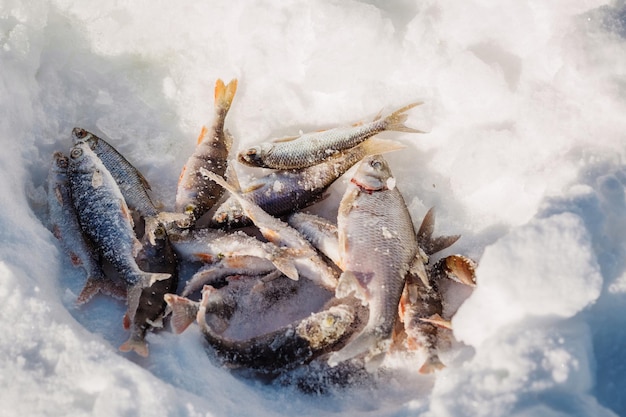 Fangen Sie Fischerfische auf Eis