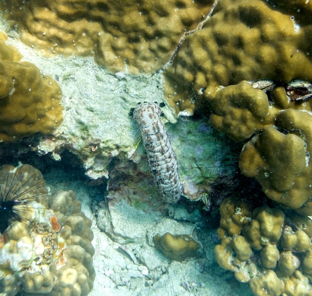 Fangschreckenkrebse weiße Farbe brauner Punkt