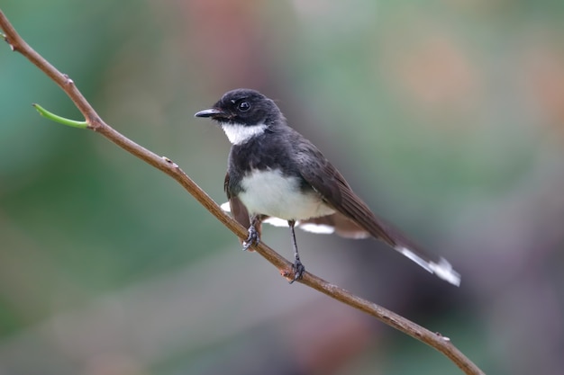 Foto fantail arborizado da malásia rhipidura javanica belas aves da tailândia empoleirar-se na árvore