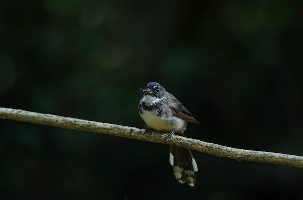 Fantail de Malasia (Rhipidura Javanica)