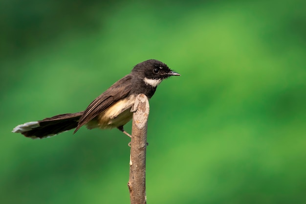 Fantail pied de sunda ou fantail pied da malásia (rhipidura javanica) na filial. pássaro. animais.