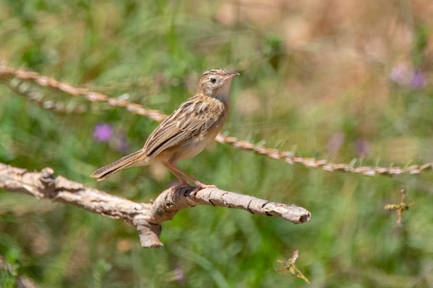 Fantailed Warbler Cisticola Juncidis Malaga Spanien