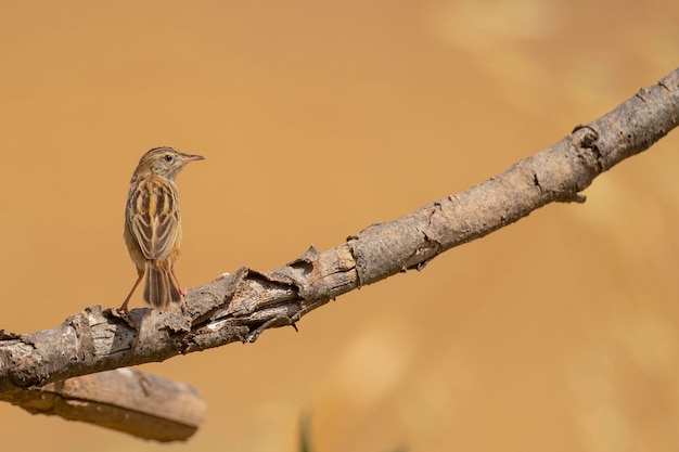 Fantailed Warbler Cisticola Juncidis Malaga Spanien