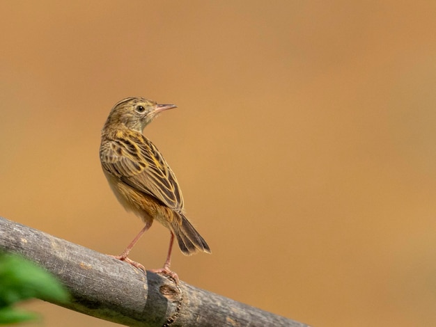 Fantailed Warbler Cisticola Juncidis Malaga Spanien