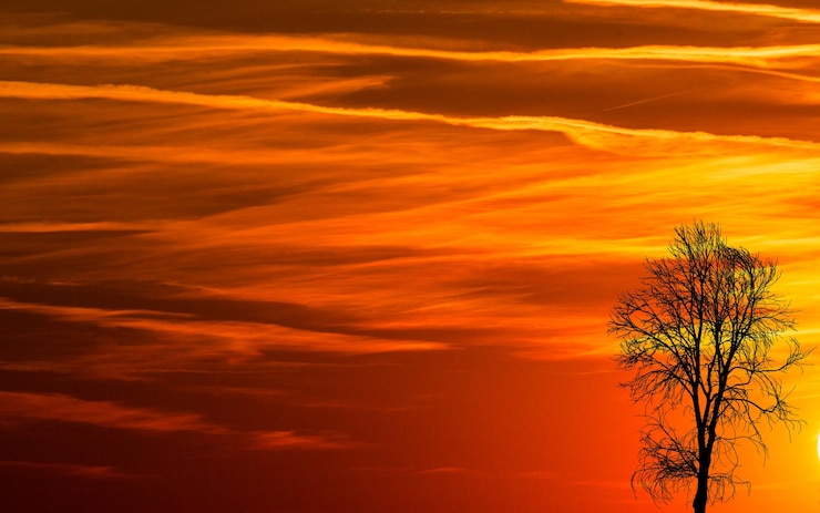 Foto fantasia árvore negra