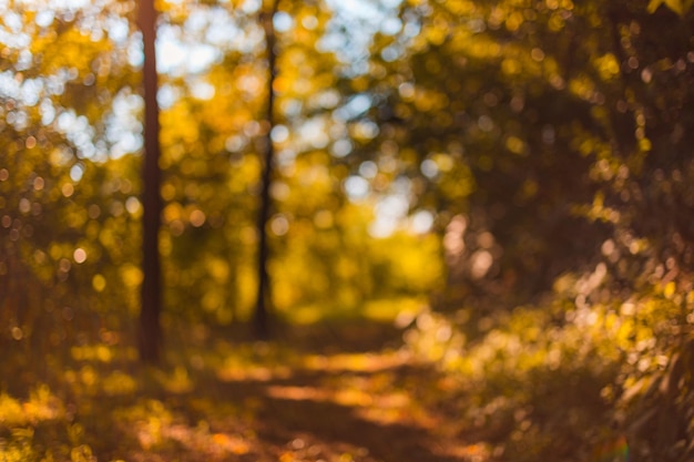 Fantasía de ensueño fondo de bosque de otoño borroso, rastro de hojas doradas. Bokeh de naturaleza abstracta soleada