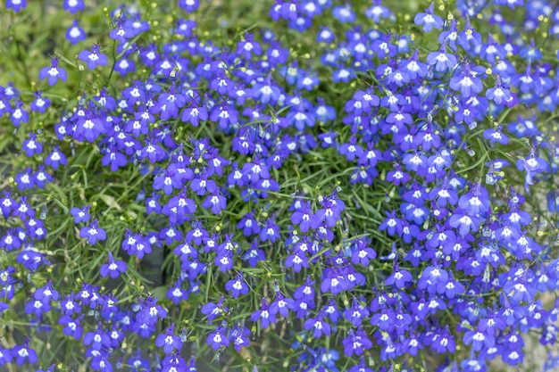 Fantasia Fundo Floral Suave - Flores Azuis Desfocado. Um canteiro de flores para o fundo de muitas pequenas flores azuis. Textura, padrão, em branco.