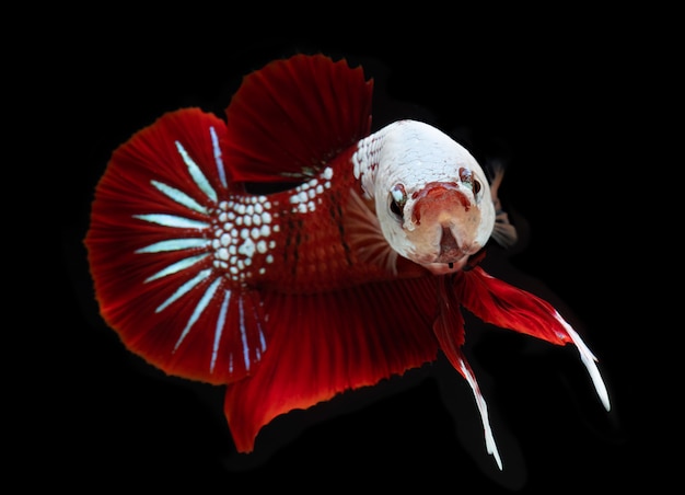 Foto fantasía koi galaxy pez betta.