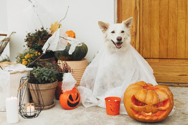 Fantasma assustador de cachorro fofo com Jack o lanterna na frente da casa com decorações assustadoras de halloween na varanda Adorável cachorrinho branco vestido como truque de fantasma ou travessura Feliz Dia das Bruxas