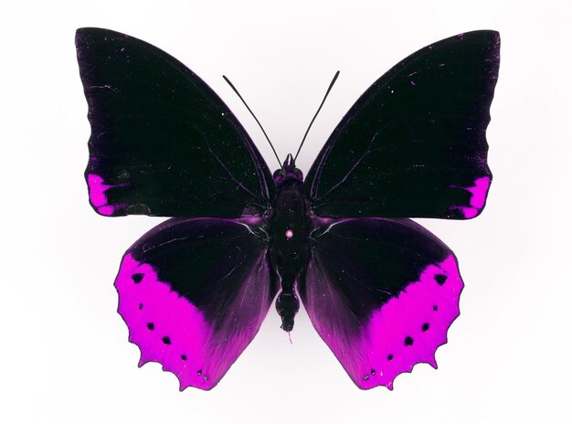 Fantástica borboleta roxa lilás violeta magenta cor preta isolada no branco. Design de elementos, impressão