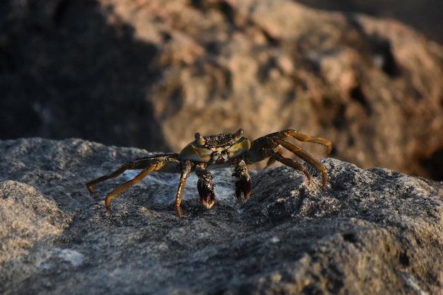 Fantástica mirada directa a un cangrejo de caparazón blando en Aruba.