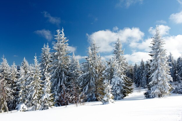 Fantástica paisagem de inverno Céu azul Cárpatos Ucrânia Europa Beleza mundial