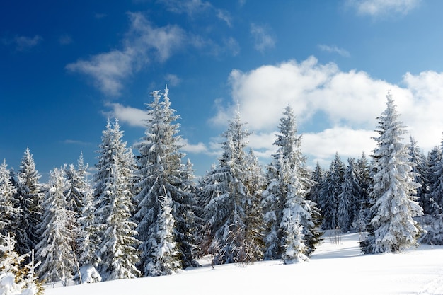 Fantástica paisagem de inverno Céu azul Cárpatos Ucrânia Europa Beleza mundial