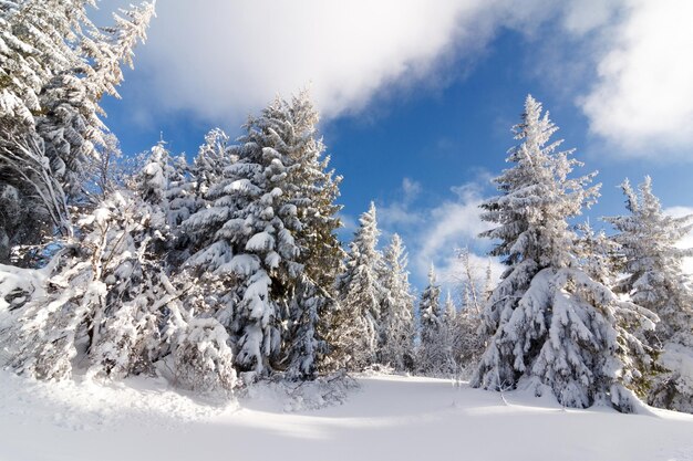 Fantástica paisagem de inverno Céu azul Cárpatos Ucrânia Europa Beleza mundial