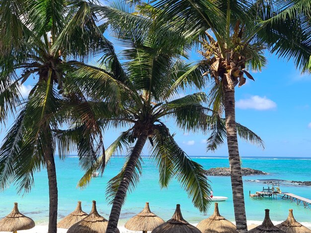 Fantástica praia tropical com palmeiras Oceano Índico e água azul