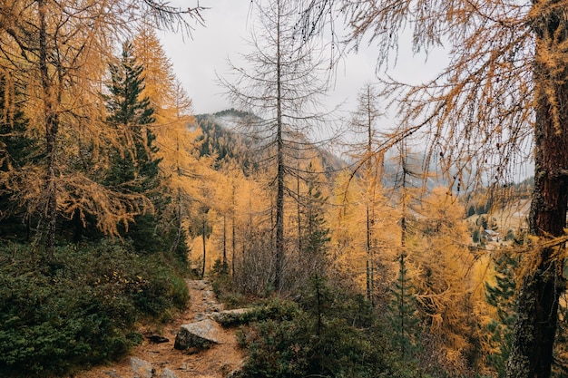 Fantástica vista de un estrecho sendero de bosque rocoso rodeado por un denso follaje otoñal colorido